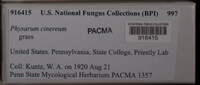 Physarum cinereum image